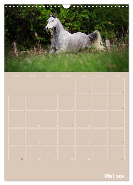 Produktbild: Pferde / Planer (Wandkalender 2026 DIN A3 hoch), CALVENDO Monatskalender