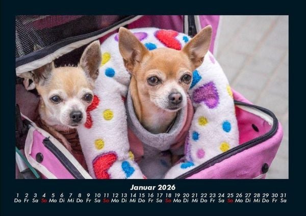 Produktbild: Hunde 2026 Fotokalender DIN A4