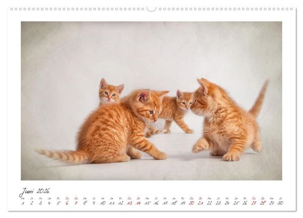 Produktbild: Zauberhafte rote K&auml;tzchen (hochwertiger Premium Wandkalender 2026 DIN A2 quer), Kunstdruck in Hochglanz