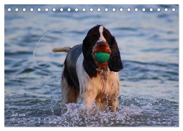 Produktbild: SPLASH - Hunde im Wasser (Tischkalender 2026 DIN A5 quer), CALVENDO Monatskalender