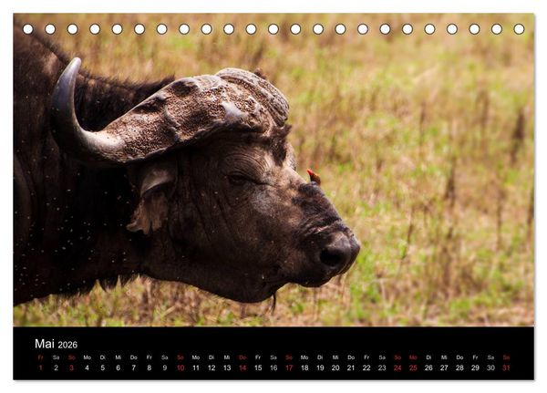Produktbild: Wildes Afrika (Tischkalender 2026 DIN A5 quer), CALVENDO Monatskalender
