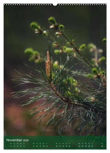 Produktbild: Klimaretter Baum (Wandkalender 2026 DIN A2 hoch), CALVENDO Monatskalender