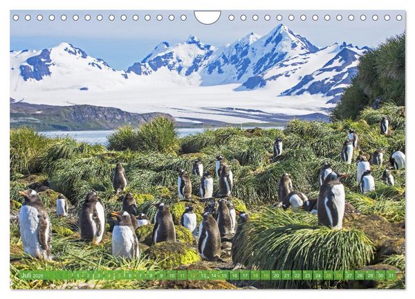 Produktbild: Pinguine: Gehupft wie gesprungen (Wandkalender 2026 DIN A4 quer), CALVENDO Monatskalender