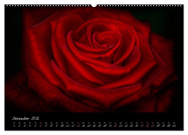 Produktbild: Serenade - Visuelle Musik der Blumen (Wandkalender 2026 DIN A2 quer), CALVENDO Monatskalender