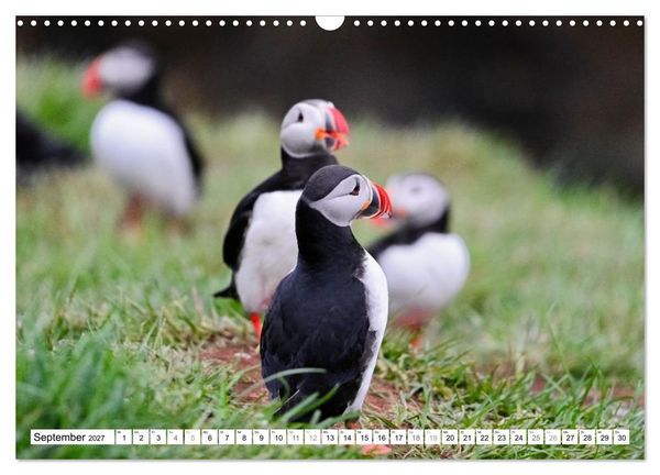 Produktbild: Islands Papageientaucher (Wandkalender 2027 DIN A3 quer), CALVENDO Monatskalender