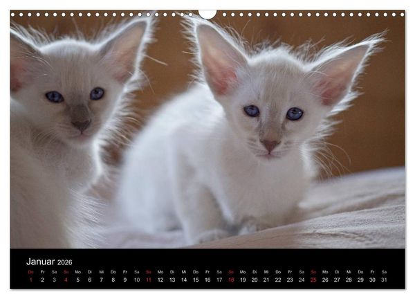Produktbild: Orientalische Katzen (Wandkalender 2026 DIN A3 quer), CALVENDO Monatskalender