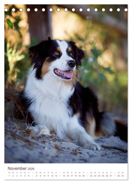 Produktbild: Australian Shepherds (Tischkalender 2026 DIN A5 hoch), CALVENDO Monatskalender