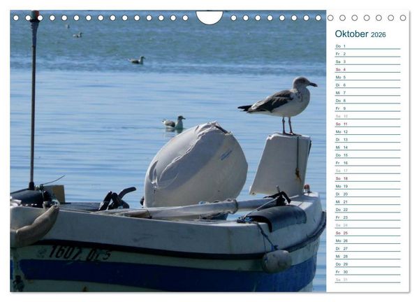 Produktbild: M&ouml;wen - Von der Ostsee bis zum Atlantik (Wandkalender 2026 DIN A4 quer), CALVENDO Monatskalender