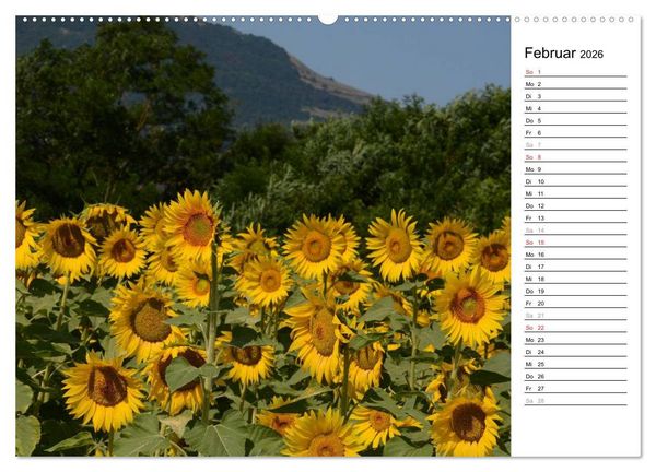 Produktbild: Ein Jahr lang Sonnenblumen (Wandkalender 2026 DIN A2 quer), CALVENDO Monatskalender