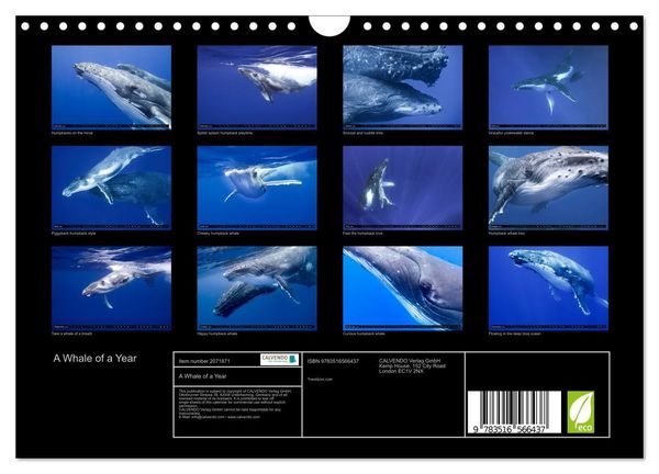 Produktbild: A Whale of a Year (Wall Calendar 2026 DIN A4 landscape), CALVENDO 12 Month Wall Calendar