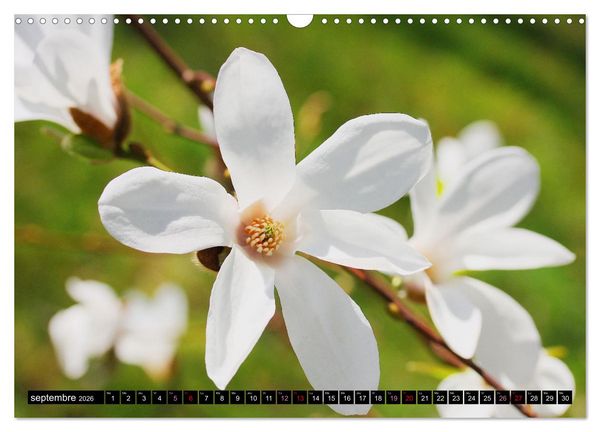Produktbild: Magnolias en fleur (Calendrier mural 2026 DIN A3 vertical), CALVENDO calendrier mensuel