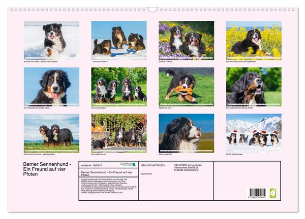 Produktbild: Berner Sennenhund - Ein Freund auf vier Pfoten (Wandkalender 2026 DIN A2 quer), CALVENDO Monatskalender