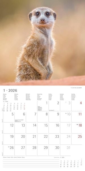 Produktbild: Alpha Edition - Erdmännchen 2026 Broschürenkalender, 30x30cm, Wandkalender mit P