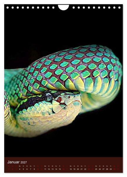 Produktbild: The Power Of Snake (Wandkalender 2027 DIN A4 hoch), CALVENDO Monatskalender