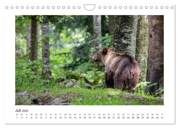Produktbild: Slowenien - Wilde B&auml;ren und zauberhafte Natur (Wandkalender 2026 DIN A4 quer), CALVENDO Monatskalender