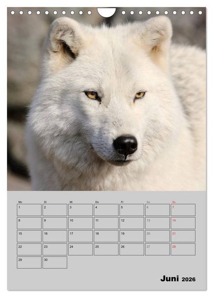 Produktbild: Wolf-Gesichter (Wandkalender 2026 DIN A4 hoch), CALVENDO Monatskalender
