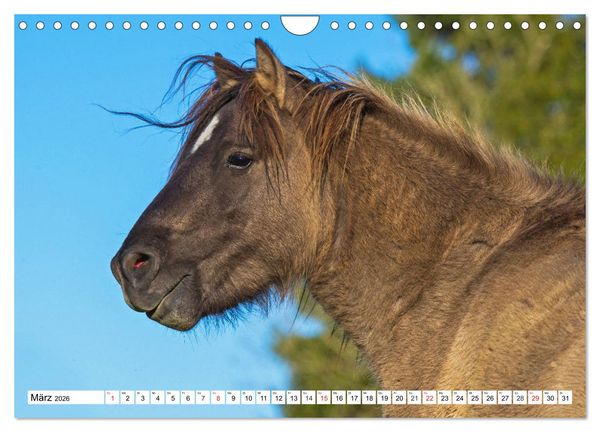 Produktbild: Konik - Frei geboren (Wandkalender 2026 DIN A4 quer), CALVENDO Monatskalender