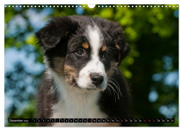 Produktbild: Bekannt wie ein bunter Hund. Australian Shepherd (Wandkalender 2026 DIN A3 quer), CALVENDO Monatskalender