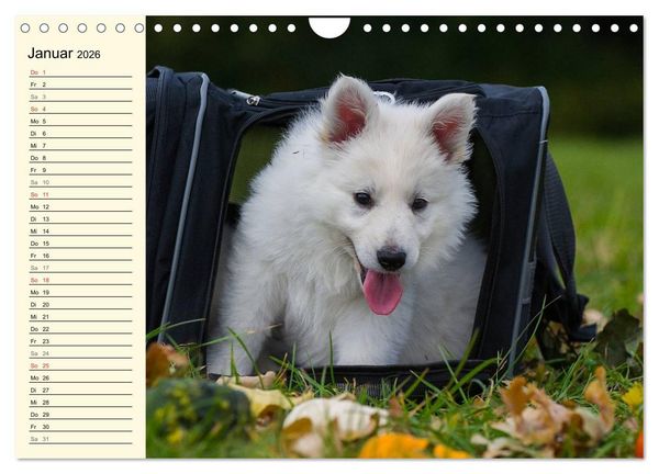 Produktbild: Wei&szlig;er Schweizer Sch&auml;ferhund - Ein Tag im Leben einer Hundefamilie (Wandkalender 2026 DIN A4 quer), CALVENDO Monatskalender