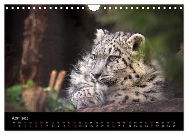 Produktbild: Schneeleoparden (Wandkalender 2026 DIN A4 quer), CALVENDO Monatskalender