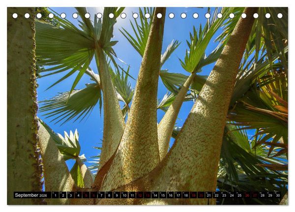 Produktbild: Botanischer Garten Palermo (Tischkalender 2026 DIN A5 quer), CALVENDO Monatskalender