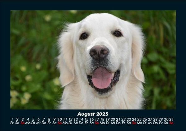 Produktbild: Hundezauber 2025 Fotokalender DIN A5