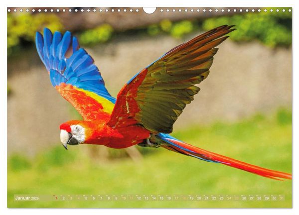 Produktbild: Papageien: Farbenpracht im Flug (Wandkalender 2026 DIN A3 quer), CALVENDO Monatskalender