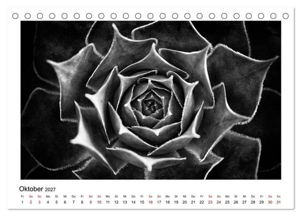 Produktbild: Die grafische Sch&ouml;nheit der Pflanzen &ndash; Schwarz-Wei&szlig; (Tischkalender 2027 DIN A5 quer), CALVENDO Monatskalender