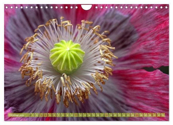 Produktbild: Mohn Tage (Wandkalender 2026 DIN A4 quer), CALVENDO Monatskalender