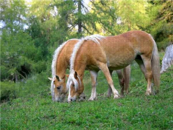 Produktbild: CALVENDO Puzzle Haflinger auf Weide | 1000 Teile Lege-Gr&ouml;&szlig;e 64x48cm Foto-Puzzle f&uuml;r gl&uuml;ckliche Stunden