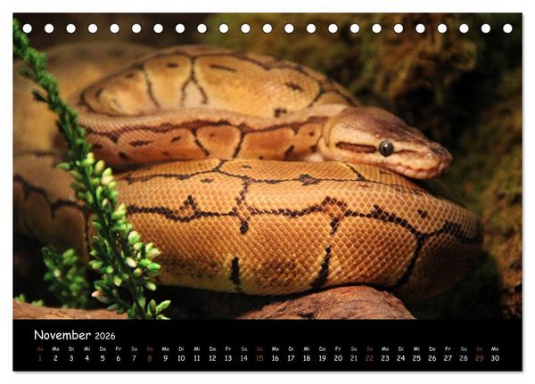 Produktbild: Reptilien 2026 (Tischkalender 2026 DIN A5 quer), CALVENDO Monatskalender