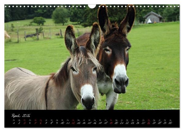 Produktbild: Esel - liebenswerte Langohren (Wandkalender 2026 DIN A3 quer), CALVENDO Monatskalender