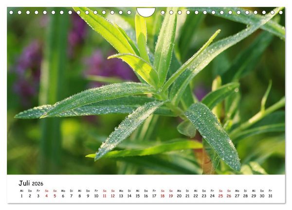 Produktbild: Eine Reise ins magische Donaudelta (Wandkalender 2026 DIN A4 quer), CALVENDO Monatskalender