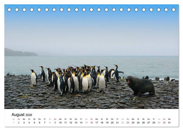 Produktbild: Im Reich der Pinguine (Tischkalender 2026 DIN A5 quer), CALVENDO Monatskalender