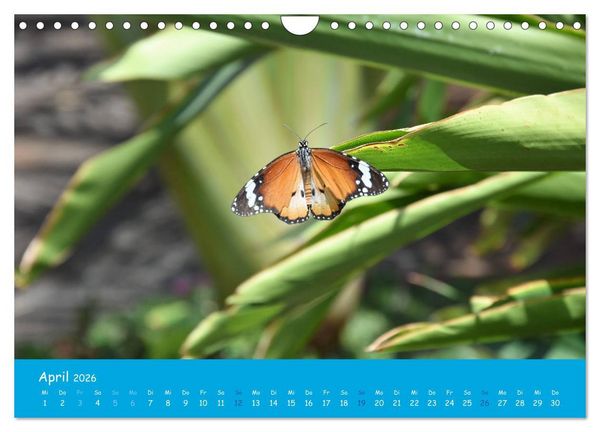 Produktbild: Cabo verde Inselgefl&uuml;ster - Ilha do Sal (Wandkalender 2026 DIN A4 quer), CALVENDO Monatskalender