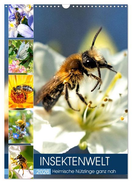 Produktbild: INSEKTENWELT - Heimische N&uuml;tzlinge ganz nah (Wandkalender 2026 DIN A3 hoch), CALVENDO Monatskalender
