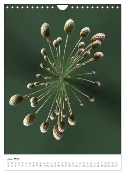 Produktbild: Durchschnittlich - Verzauberte Flora (Wandkalender 2026 DIN A4 hoch), CALVENDO Monatskalender