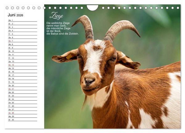 Produktbild: F&uuml;r pfiffige Kids- Haus- und Hoftiere (Wandkalender 2026 DIN A4 quer), CALVENDO Monatskalender