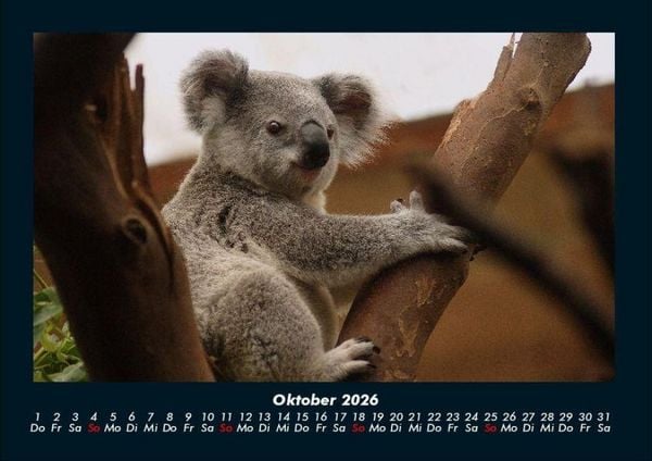 Produktbild: Koala 2026 Fotokalender DIN A4