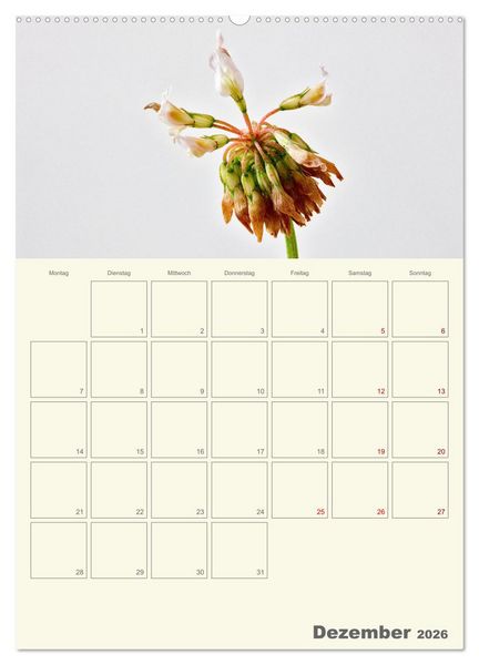 Produktbild: Blumenmetamorphosen (Wandkalender 2026 DIN A2 hoch), CALVENDO Monatskalender