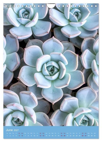 Produktbild: Succulents in Many Shapes (Wall Calendar 2027 DIN A4 portrait), CALVENDO 12 Month Wall Calendar