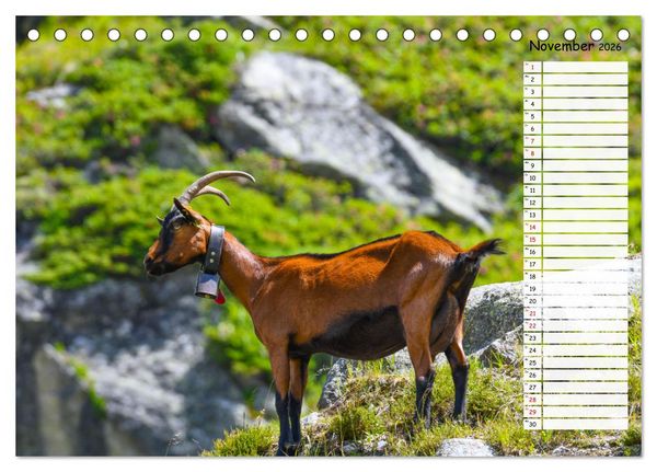Produktbild: Ziegenfreude (Tischkalender 2026 DIN A5 quer), CALVENDO Monatskalender