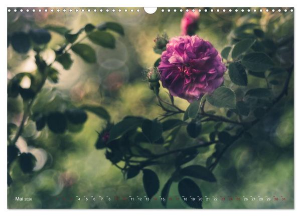 Produktbild: Die Welt der Alten Rosen (Wandkalender 2026 DIN A3 quer), CALVENDO Monatskalender