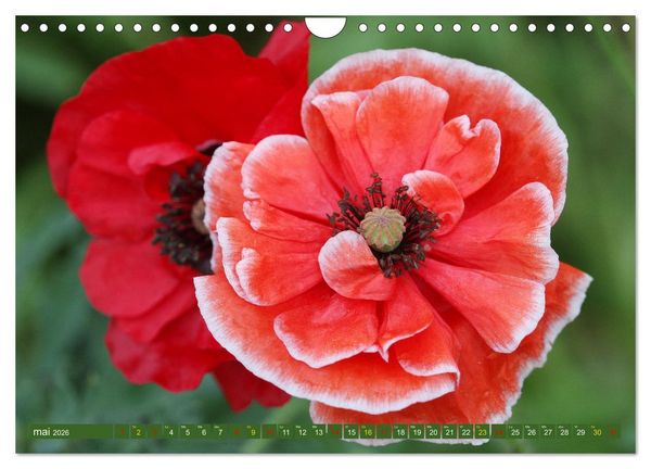 Produktbild: La beaut&eacute; des fleurs (Calendrier mural 2026 DIN A4 vertical), CALVENDO calendrier mensuel