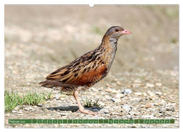 Produktbild: Der Wachtelk&ouml;nig (hochwertiger Premium Wandkalender 2026 DIN A2 quer), Kunstdruck in Hochglanz