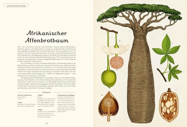 Produktbild: Das Museum der Bäume