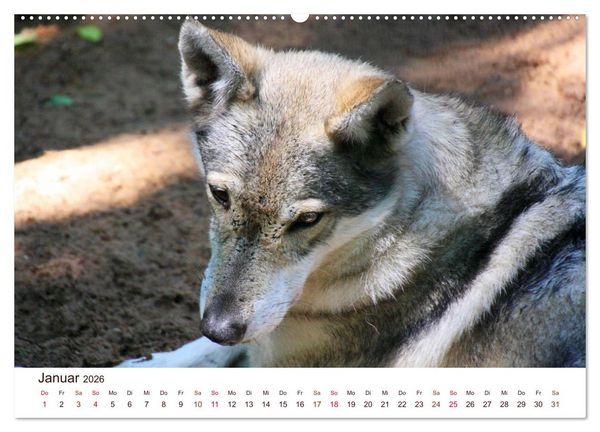 Produktbild: W&ouml;lfe 2026. Tierische Impressionen (Wandkalender 2026 DIN A2 quer), CALVENDO Monatskalender