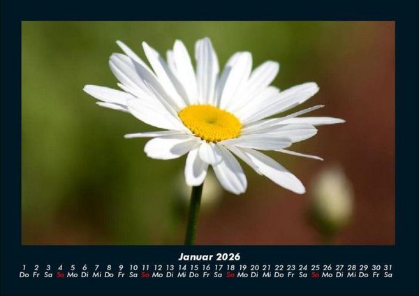 Produktbild: Blumentr&auml;ume 2026 Fotokalender DIN A4