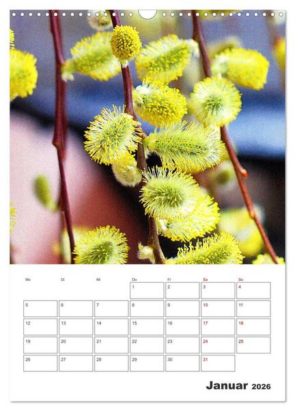 Produktbild: BL&Uuml;TENZAUBER (Wandkalender 2026 DIN A3 hoch), CALVENDO Monatskalender