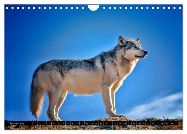 Produktbild: W&ouml;lfe - sie sind wieder da (Wandkalender 2026 DIN A4 quer), CALVENDO Monatskalender
